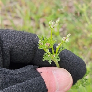 Daucus glochidiatus (Australian Carrot) at Whitlam, ACT - Yesterday by sangio7