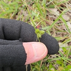 Carex inversa (Knob Sedge) at Whitlam, ACT - 28 Oct 2025 by sangio7