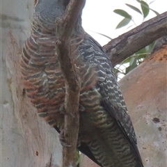 Callocephalon fimbriatum (Gang-gang Cockatoo) at Griffith, ACT - 29 Oct 2025 by RobParnell