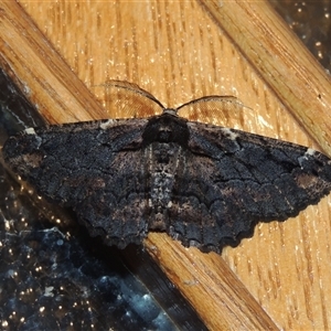 Pholodes sinistraria (Sinister or Frilled Bark Moth) at Conder, ACT - 29 Sep 2025 by MichaelBedingfield
