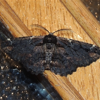 Pholodes sinistraria (Sinister or Frilled Bark Moth) at Conder, ACT - 29 Sep 2025 by MichaelBedingfield