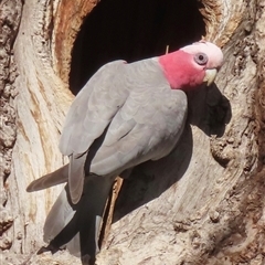 Eolophus roseicapilla (Galah) at Griffith, ACT - 22 Sep 2025 by RobParnell