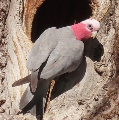 Eolophus roseicapilla (Galah) at Griffith, ACT - 22 Sep 2025 by RobParnell