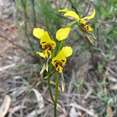 Diuris sulphurea (Tiger Orchid) at Ainslie, ACT - 29 Oct 2025 by Clarel