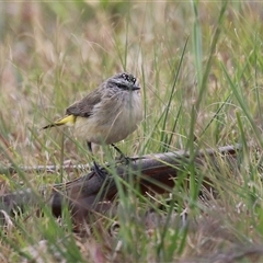Acanthiza chrysorrhoa (Yellow-rumped Thornbill) at Gordon, ACT - 27 Oct 2025 by RodDeb