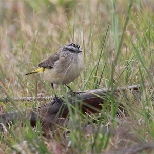 Acanthiza chrysorrhoa (Yellow-rumped Thornbill) at Gordon, ACT - 27 Oct 2025 by RodDeb