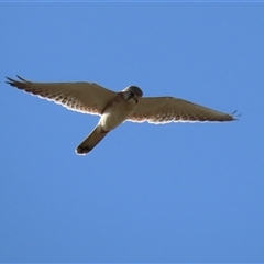 Falco cenchroides (Nankeen Kestrel) at Gordon, ACT - 27 Oct 2025 by RodDeb