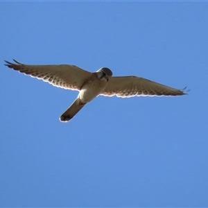 Falco cenchroides at Gordon, ACT - 27 Oct 2025 by RodDeb