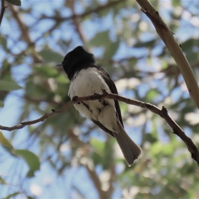 Myiagra rubecula (Leaden Flycatcher) at Gordon, ACT - 27 Oct 2025 by RodDeb
