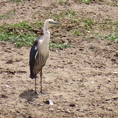 Ardea pacifica (White-necked Heron) at Gordon, ACT - 27 Oct 2025 by RodDeb