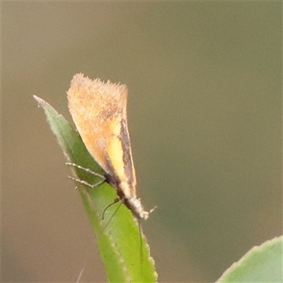 Thema psammoxantha (A concealer moth) at Parkville, VIC - 24 Oct 2025 by ConBoekel