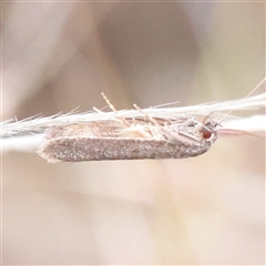 Philobota (genus) at Parkville, VIC - 24 Oct 2025 by ConBoekel