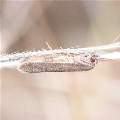 Philobota (genus) at Parkville, VIC - 24 Oct 2025 by ConBoekel