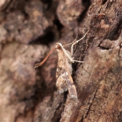 Nacoleia rhoeoalis (A Crambid moth (Spilomelinae) at Parkville, VIC - 24 Oct 2025 by ConBoekel