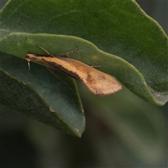 Thema psammoxantha (A concealer moth) at Parkville, VIC - 24 Oct 2025 by ConBoekel