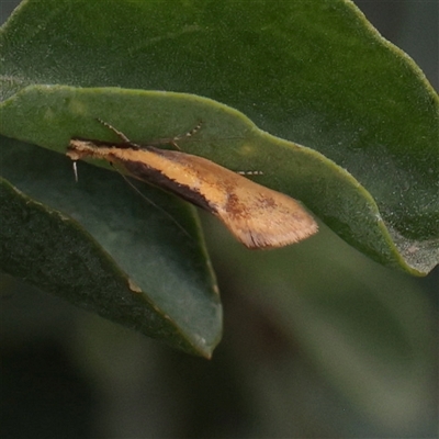 Thema psammoxantha (A concealer moth) at Parkville, VIC - 24 Oct 2025 by ConBoekel