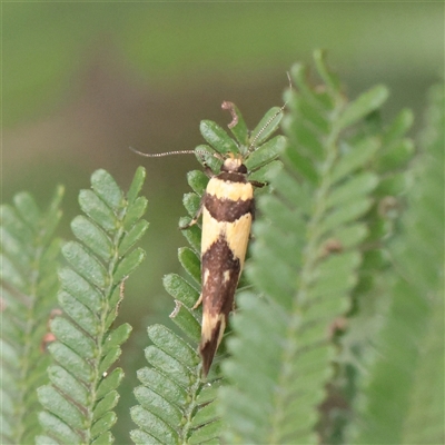 Macrobathra chrysotoxa (A Cosmet moth (Cosmopteriginae) at Parkville, VIC - 24 Oct 2025 by ConBoekel
