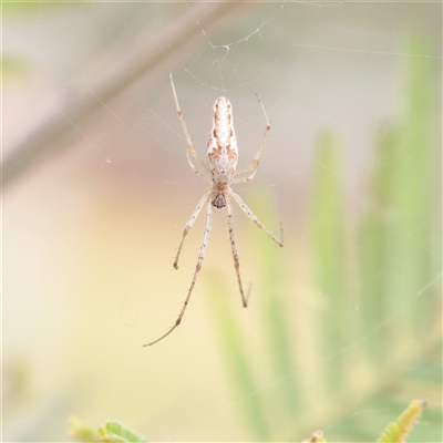 Unverified Spider at Parkville, VIC - 24 Oct 2025 by ConBoekel