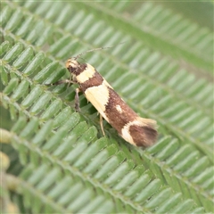 Macrobathra chrysotoxa (A Cosmet moth (Cosmopteriginae) at Parkville, VIC - 24 Oct 2025 by ConBoekel