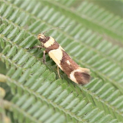 Macrobathra chrysotoxa (A Cosmet moth (Cosmopteriginae) at Parkville, VIC - 24 Oct 2025 by ConBoekel