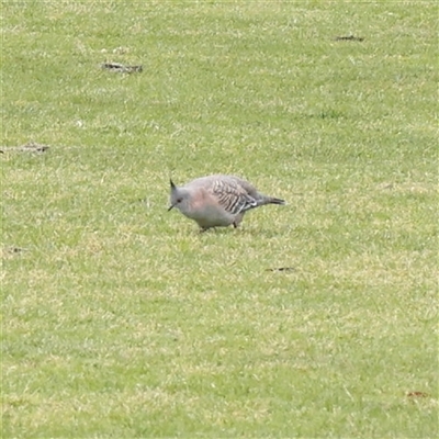 Ocyphaps lophotes (Crested Pigeon) at Parkville, VIC - 24 Oct 2025 by ConBoekel