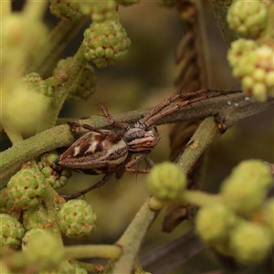 Unverified Spider at Parkville, VIC - 24 Oct 2025 by ConBoekel