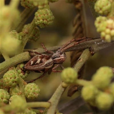 Unverified Spider at Parkville, VIC - 24 Oct 2025 by ConBoekel