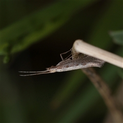 Plutella xylostella (Diamondback Moth) at Parkville, VIC - 24 Oct 2025 by ConBoekel