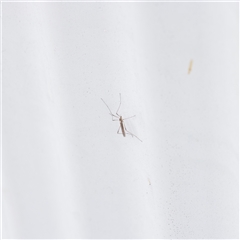 Limoniidae (family) (Unknown Limoniid Crane Fly) at Parkville, VIC - 24 Oct 2025 by ConBoekel