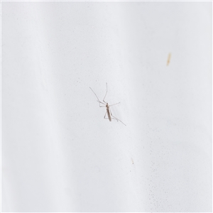 Limoniidae (family) (Unknown Limoniid Crane Fly) at Parkville, VIC - 24 Oct 2025 by ConBoekel