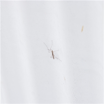 Limoniidae (family) (Unknown Limoniid Crane Fly) at Parkville, VIC - 24 Oct 2025 by ConBoekel