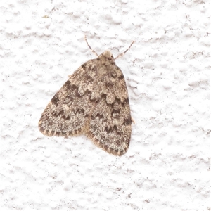 Halone consolatrix (Marbled Halone) at Princes Hill, VIC - 24 Oct 2025 by ConBoekel