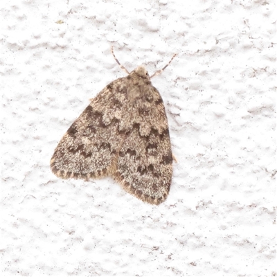 Halone consolatrix (Marbled Halone) at Princes Hill, VIC - 24 Oct 2025 by ConBoekel