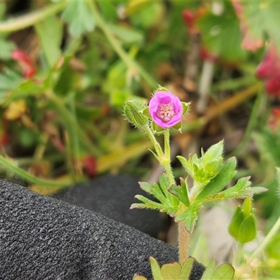 Geranium gardneri (Rough Crane's-Bill) at Whitlam, ACT - 28 Oct 2025 by sangio7