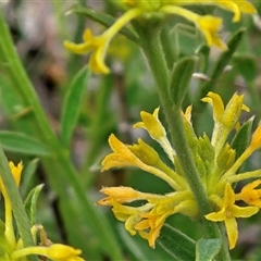 Pimelea curviflora var. sericea at Whitlam, ACT - 28 Oct 2025 by sangio7