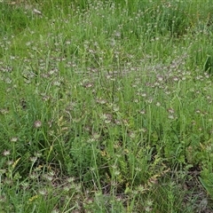 Oreomyrrhis eriopoda (Australian Carraway) at Whitlam, ACT - 28 Oct 2025 by sangio7