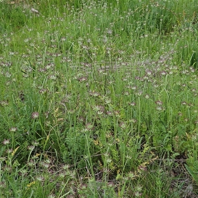Oreomyrrhis eriopoda (Australian Carraway) at Whitlam, ACT - 28 Oct 2025 by sangio7