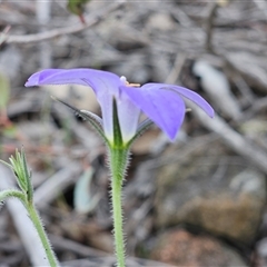 Wahlenbergia stricta subsp. stricta (Tall Bluebell) at Whitlam, ACT - 28 Oct 2025 by sangio7