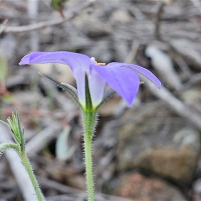 Wahlenbergia stricta subsp. stricta (Tall Bluebell) at Whitlam, ACT - 28 Oct 2025 by sangio7