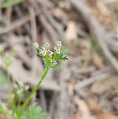 Daucus glochidiatus (Australian Carrot) at Whitlam, ACT - 28 Oct 2025 by sangio7
