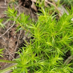 Acrotriche serrulata at Whitlam, ACT - 28 Oct 2025 by sangio7