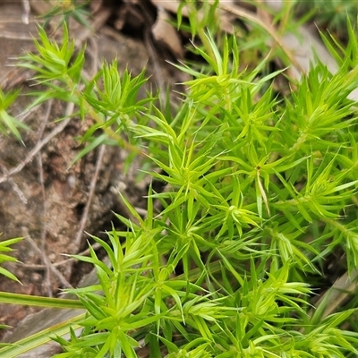 Acrotriche serrulata at Whitlam, ACT - 28 Oct 2025 by sangio7