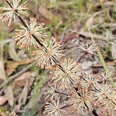 Lomandra multiflora (Many-flowered Matrush) at Whitlam, ACT - 28 Oct 2025 by sangio7