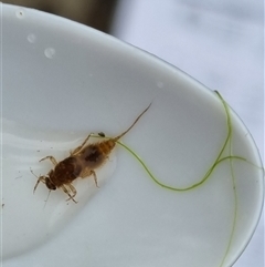 Ephemeroptera (order) (Unidentified Mayfly) at Belconnen, ACT - 29 Oct 2025 by Butterflygirl