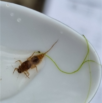 Ephemeroptera (order) (Unidentified Mayfly) at Belconnen, ACT - 29 Oct 2025 by Butterflygirl