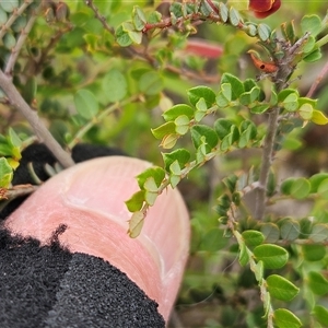 Bossiaea buxifolia at Whitlam, ACT - 28 Oct 2025 by sangio7