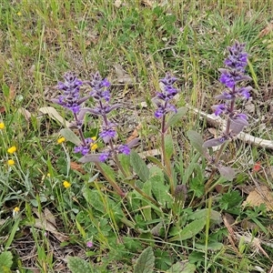 Ajuga australis at Whitlam, ACT - Yesterday by sangio7