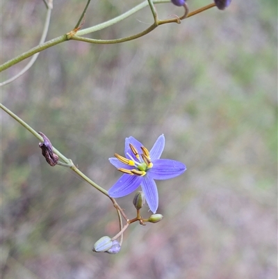Dianella revoluta var. revoluta (Black-Anther Flax Lily) at Hawker, ACT - 28 Oct 2025 by sangio7