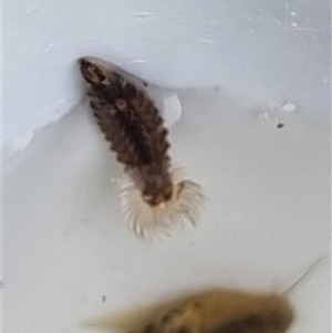 Unverified Other Invertebrate at Belconnen, ACT - 29 Oct 2025 by Butterflygirl