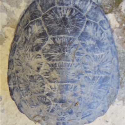 Chelodina longicollis (Eastern Long-necked Turtle) at Wirlinga, NSW - 29 Oct 2025 by RobCook